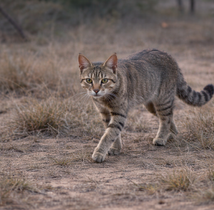 Cautious steps through the grassy field